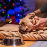 犬が『撫でられるのを嫌がる』心理5つ　警戒しているときにする行動や安心させる方法まで(ブログ)