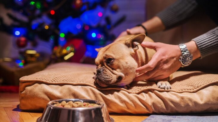 犬が『撫でられるのを嫌がる』心理5つ　警戒しているときにする行動や安心させる方法まで(ブログ)
