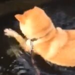 散歩中『水の中にあるなにか』を取ろうとする犬→必死に方法を考えて…思わず応援したくなる光景が66万再生「取りたいし、顔ぬらしたくないしw」(ブログ)