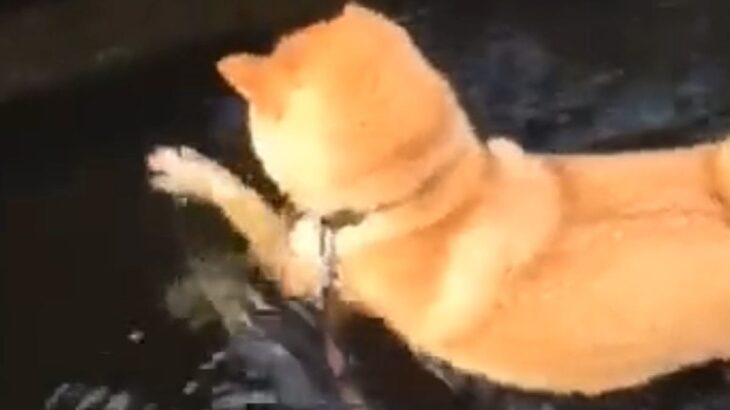 散歩中『水の中にあるなにか』を取ろうとする犬→必死に方法を考えて…思わず応援したくなる光景が66万再生「取りたいし、顔ぬらしたくないしw」(ブログ)