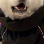 『カッパ着てお散歩やで』と秋田犬に伝えた結果→想像以上に嫌なようで…まさかの表情に爆笑続々「はあ？って顔ｗｗ」「めっちゃ物言いたげで草」(ブログ)
