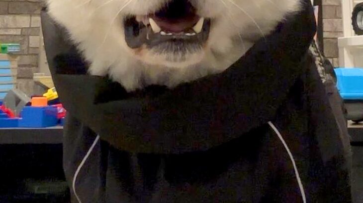 『カッパ着てお散歩やで』と秋田犬に伝えた結果→想像以上に嫌なようで…まさかの表情に爆笑続々「はあ？って顔ｗｗ」「めっちゃ物言いたげで草」(ブログ)