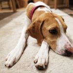 犬の『ストレスが溜まりすぎている』サイン５選　愛犬が限界を迎えているときにみせる行動まで(ブログ)