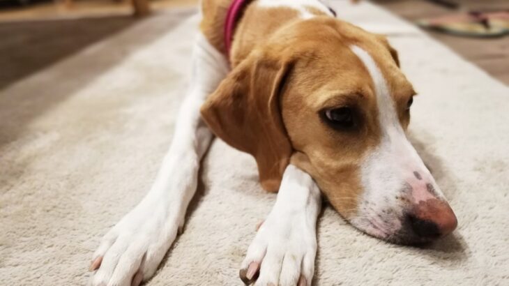 犬の『ストレスが溜まりすぎている』サイン５選　愛犬が限界を迎えているときにみせる行動まで(ブログ)