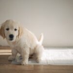 犬が『トイレを失敗する』理由５選　粗相を減らすための適切なトレーニングとは？(ブログ)