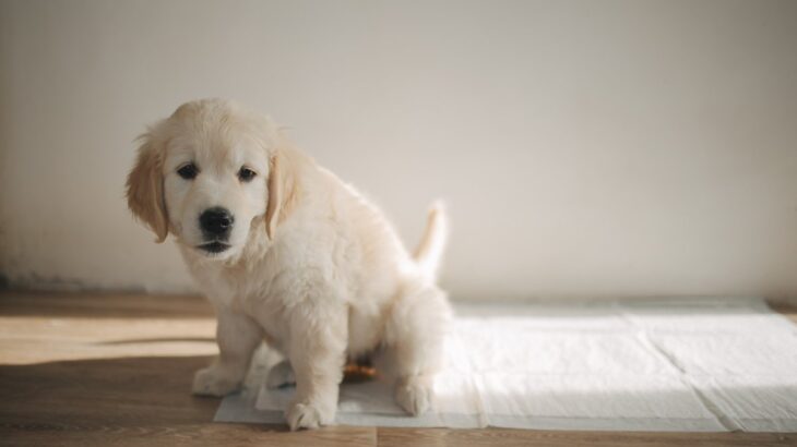 犬が『トイレを失敗する』理由５選　粗相を減らすための適切なトレーニングとは？(ブログ)