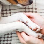 犬が亡くなる前『飼い主にできること』4選　穏やかな最期を過ごすための事前準備まで(ブログ)