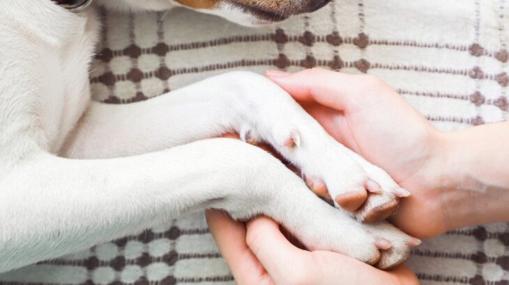 犬が亡くなる前『飼い主にできること』4選　穏やかな最期を過ごすための事前準備まで(ブログ)