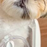 注射のため動物病院に来た犬→『他の犬の悲鳴』が聞こえてくると…この世の終わりのような『絶望顔』に爆笑「わかりやすｗ」「ブルブルすごいｗ」(ブログ)
