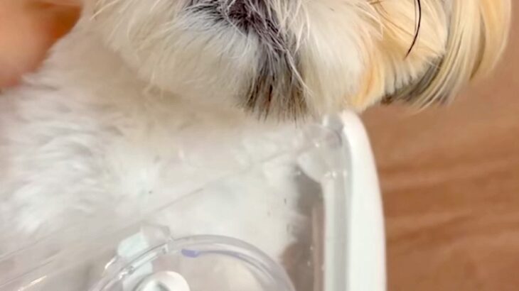 注射のため動物病院に来た犬→『他の犬の悲鳴』が聞こえてくると…この世の終わりのような『絶望顔』に爆笑「わかりやすｗ」「ブルブルすごいｗ」(ブログ)