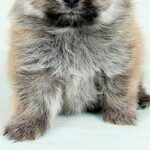 子犬の時に撮影した『保険証の写真』→現在の顔が…同じ犬とは思えない『衝撃の変化』に5万いいね集まる「別犬すぎるｗ」「まゆげでなんとか…」(ブログ)