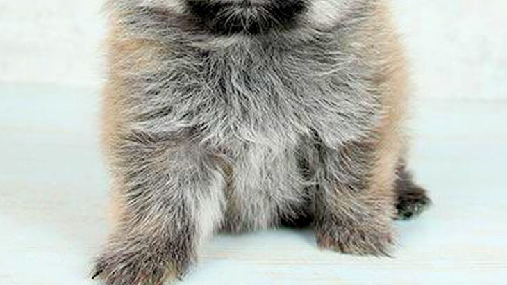 子犬の時に撮影した『保険証の写真』→現在の顔が…同じ犬とは思えない『衝撃の変化』に5万いいね集まる「別犬すぎるｗ」「まゆげでなんとか…」(ブログ)