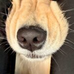 車で大型犬とお出かけ→ふと『後部座席』を見たら…もはや別の生物な『衝撃の表情』に1万いいね「やばかわいいｗ」「愛おしいでしかない」と絶賛(ブログ)