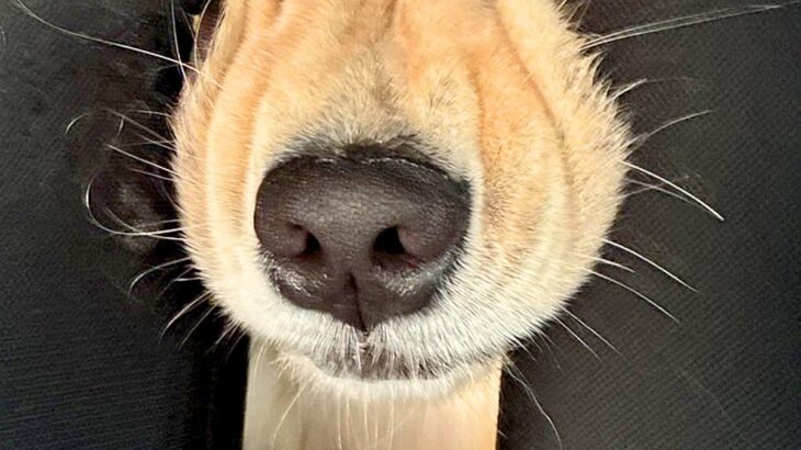 車で大型犬とお出かけ→ふと『後部座席』を見たら…もはや別の生物な『衝撃の表情』に1万いいね「やばかわいいｗ」「愛おしいでしかない」と絶賛(ブログ)