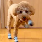 初めて『靴』を履いた犬→廊下を歩かせたら、ぎこちなさ過ぎて…思わず笑ってしまう『歩き方』が97万再生「悪いけど爆笑ｗ」「ロボットみたい」(ブログ)
