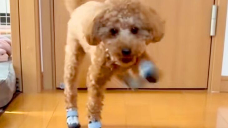 初めて『靴』を履いた犬→廊下を歩かせたら、ぎこちなさ過ぎて…思わず笑ってしまう『歩き方』が97万再生「悪いけど爆笑ｗ」「ロボットみたい」(ブログ)