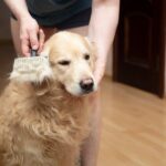犬の『換毛期』にしてはいけない絶対NG行為5選　考えられるトラブルや適切なケアまで(ブログ)