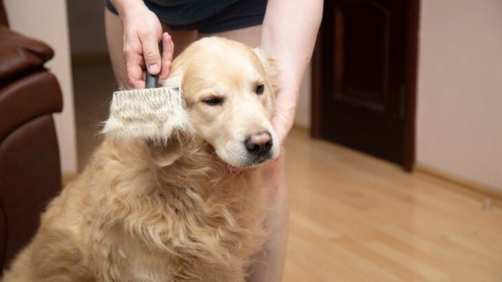 犬の『換毛期』にしてはいけない絶対NG行為5選　考えられるトラブルや適切なケアまで(ブログ)