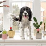 犬に危険な『観葉植物』5選　誤食した場合、重篤な症状を引き起こす可能性も…(ブログ)