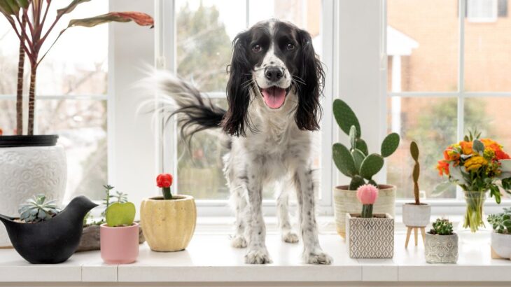 犬に危険な『観葉植物』5選　誤食した場合、重篤な症状を引き起こす可能性も…(ブログ)