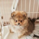 犬を飼う前に『必要な知識』3つ　迎えてから後悔しないためにすべき事前準備とは？(ブログ)