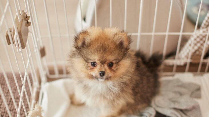 犬を飼う前に『必要な知識』3つ　迎えてから後悔しないためにすべき事前準備とは？(ブログ)