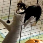 子犬のケージに侵入した猫→優しく『猫パンチ』をした結果…とんでもなく尊い『真似っ子する光景』に悶絶の声「なんて短いおてて」「可愛い」(ブログ)
