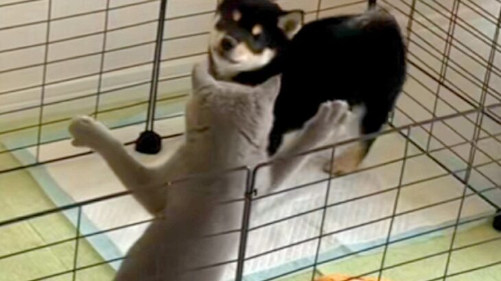 子犬のケージに侵入した猫→優しく『猫パンチ』をした結果…とんでもなく尊い『真似っ子する光景』に悶絶の声「なんて短いおてて」「可愛い」(ブログ)
