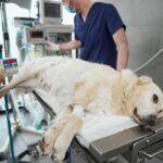 犬が誤飲すると『死ぬかもしれないモノ』4選　今すぐに病院へ行くべき危険な症状まで(ブログ)