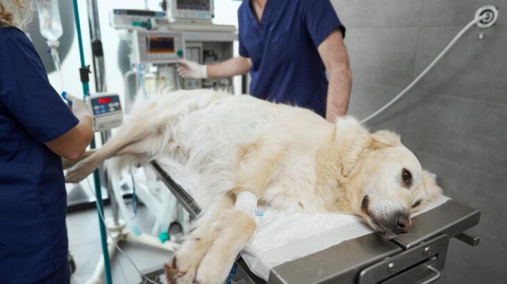 犬が誤飲すると『死ぬかもしれないモノ』4選　今すぐに病院へ行くべき危険な症状まで(ブログ)