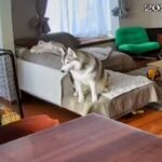 『家族に置いていかれた』と勘違いしたハスキー犬→絶望してしまい…この世の終わりのような光景が5万再生「サイレンで草」「可愛すぎるｗｗ」(ブログ)