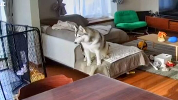 『家族に置いていかれた』と勘違いしたハスキー犬→絶望してしまい…この世の終わりのような光景が5万再生「サイレンで草」「可愛すぎるｗｗ」(ブログ)
