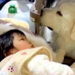 3年間、女の子が『超大型犬たちと毎日一緒に寝た』結果…素敵な関係すぎる『尊い光景』が10万再生「可愛いが詰まってる」「懐が深いワンコ」(ブログ)