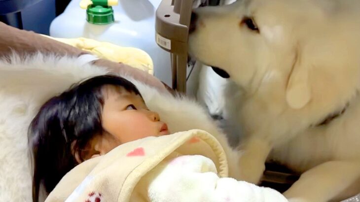 3年間、女の子が『超大型犬たちと毎日一緒に寝た』結果…素敵な関係すぎる『尊い光景』が10万再生「可愛いが詰まってる」「懐が深いワンコ」(ブログ)