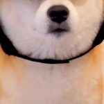 帽子を買ったけど似合わなかったので、仕方なく犬に被せてみたら…想像以上に『似合いすぎている光景』に5万いいね「不服そうで草」「たまらん」(ブログ)