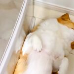 冷蔵庫の前で転がる犬→開けられないので、仕方なく…可愛すぎる『冷蔵庫を開けるための方法』が154万表示「素敵ｗ」「元の位置に戻すの草」(ブログ)