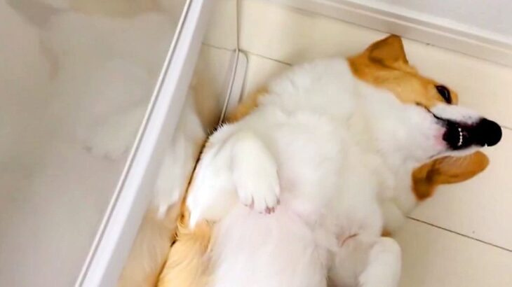 冷蔵庫の前で転がる犬→開けられないので、仕方なく…可愛すぎる『冷蔵庫を開けるための方法』が154万表示「素敵ｗ」「元の位置に戻すの草」(ブログ)