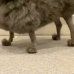 ボサボサの犬をトリミングに連れて行ったら…二度見せざるを得ない『アニメ犬のような完成形』に反響「魅力的すぎるｗｗ」「イスみたいで草」(ブログ)