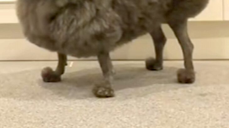 ボサボサの犬をトリミングに連れて行ったら…二度見せざるを得ない『アニメ犬のような完成形』に反響「魅力的すぎるｗｗ」「イスみたいで草」(ブログ)