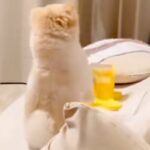『おやつが出てくるおもちゃ』を犬にあげた結果→使い方がわからずに…『まさかの行動』が73万再生「神社で草」「アホすぎてかわいいｗ」と爆笑(ブログ)