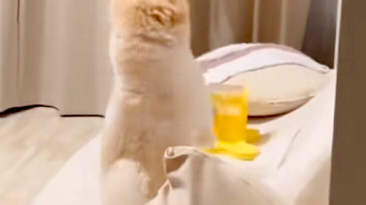 『おやつが出てくるおもちゃ』を犬にあげた結果→使い方がわからずに…『まさかの行動』が73万再生「神社で草」「アホすぎてかわいいｗ」と爆笑(ブログ)