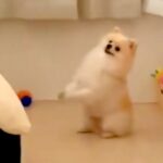犬が一生懸命『お願いのポーズ』をするので、何かと思って近づいたら…『まさかの光景』が84万再生「懐かしいｗｗ」「うちにあるからあげたい」(ブログ)