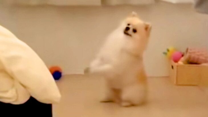 犬が一生懸命『お願いのポーズ』をするので、何かと思って近づいたら…『まさかの光景』が84万再生「懐かしいｗｗ」「うちにあるからあげたい」(ブログ)