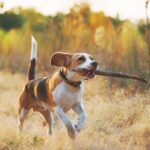 『狩猟犬』の特徴5つ　どんなワンコでもなれるの？見た目や体力の違いについて解説(ブログ)