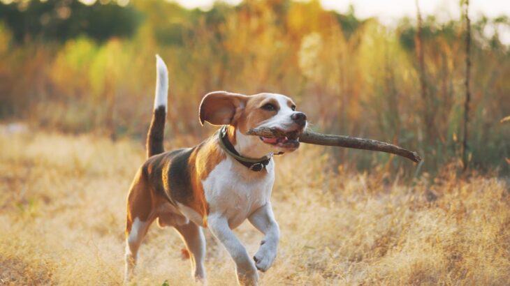 『狩猟犬』の特徴5つ　どんなワンコでもなれるの？見た目や体力の違いについて解説(ブログ)