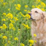 犬にしてはいけない『春のNG行為』6選　トラブルを引き起こす飼い主のタブー行動とは？(ブログ)