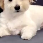 ソファで爆睡する犬→起き上がったと思ったら…人間以上に凄い『衝撃的な寝ぐせ』が45万再生「正面顔しんどいｗｗ」「二日酔い明けかな？」(ブログ)