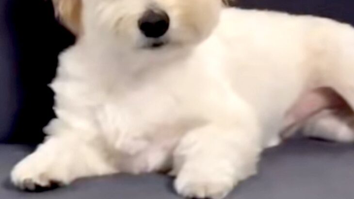 ソファで爆睡する犬→起き上がったと思ったら…人間以上に凄い『衝撃的な寝ぐせ』が45万再生「正面顔しんどいｗｗ」「二日酔い明けかな？」(ブログ)