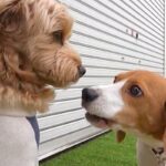 ドッグランに来た『性格が正反対の2匹の犬』→まるで『優等生とヤンキー』のような光景が面白いと反響「やりたい放題で草」「何回見ても爆笑ｗ」(ブログ)