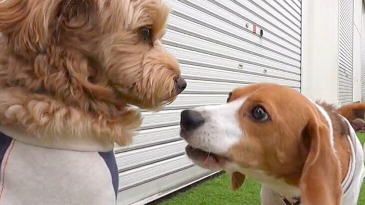 ドッグランに来た『性格が正反対の2匹の犬』→まるで『優等生とヤンキー』のような光景が面白いと反響「やりたい放題で草」「何回見ても爆笑ｗ」(ブログ)